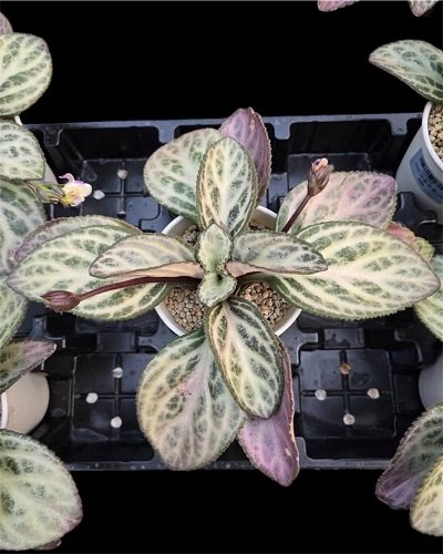 Primulina pulchurifolia