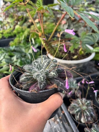 Primulina sinovietnamica