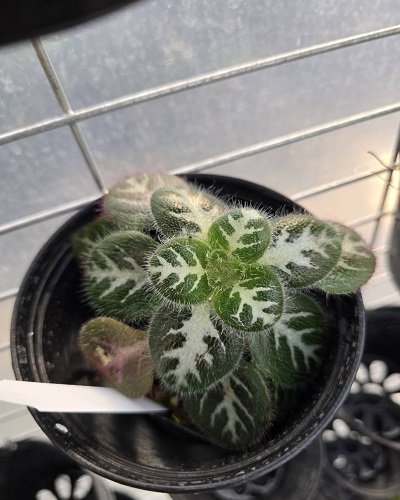 Primulina sinovietnamica 