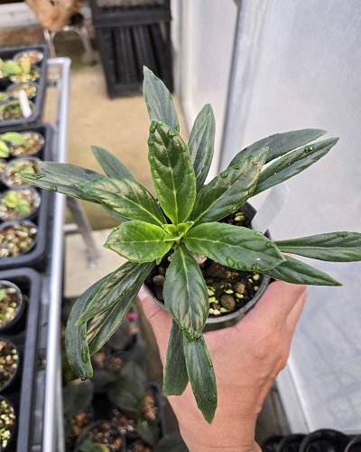 Primulina sp.