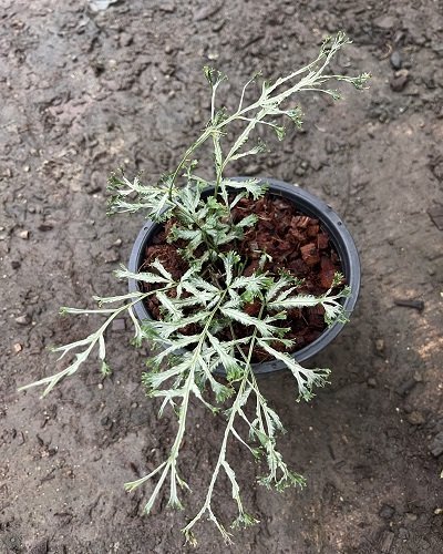 Pteris ensiformis 'Victoriae' mutation