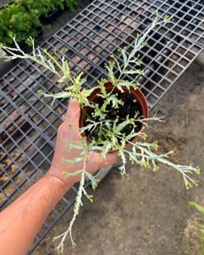 Pteris ensiformis 'Victoriae' mutation