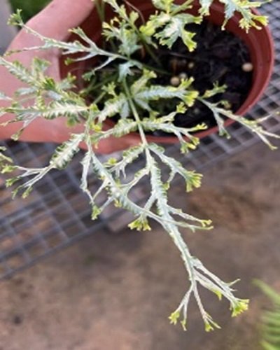 Pteris ensiformis 'Victoriae' mutation