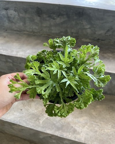 Pteris multifida mutation