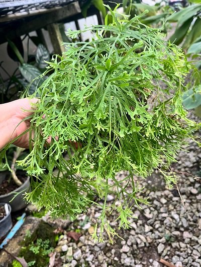 Pteris multifida mutation