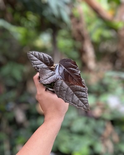 Pterisanthes