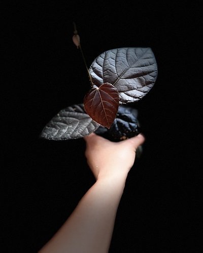 Pterisanthes sp.