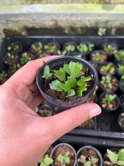 Pyrrosia sp. Dwarf