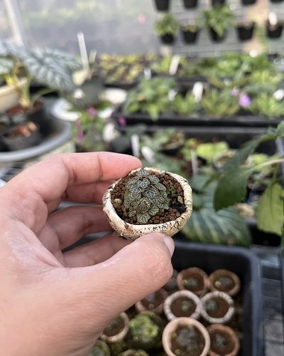 Saxifraga sp. dwarf