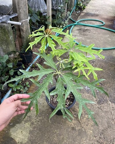 Schefflera actinophylla nova