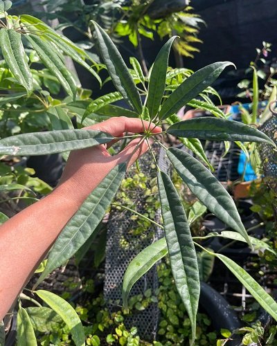 Schefflera albido-bracteata 