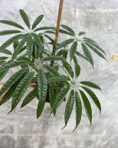 Schefflera albido-bracteata 