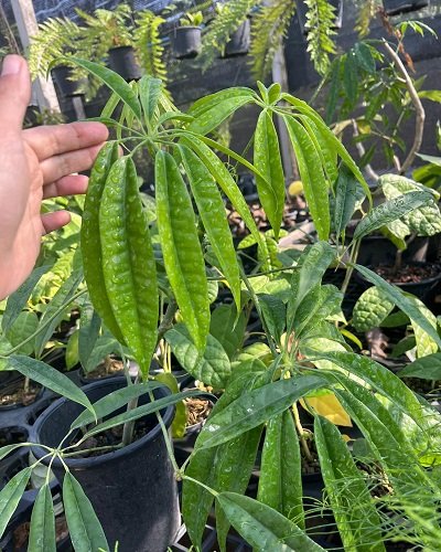Schefflera albido-bracteata