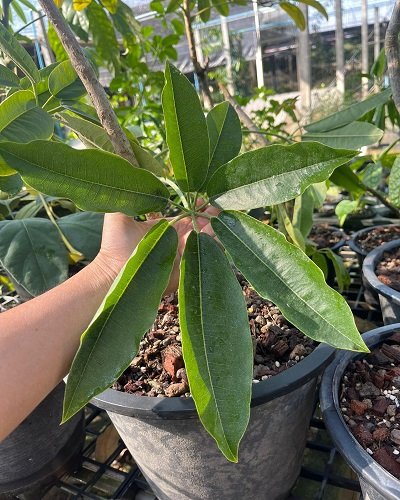 Schefflera poomae Tak