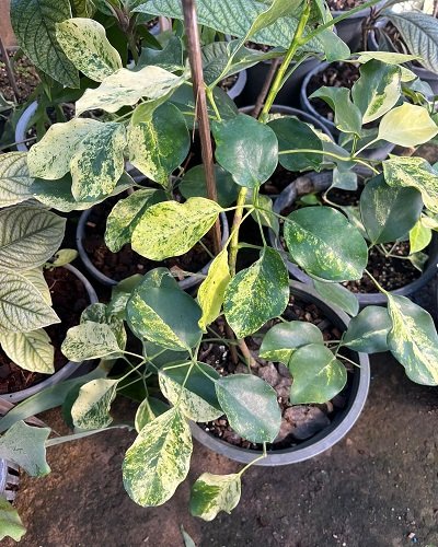 Schefflera sp. Japan (Schefflera okinawa variegated)