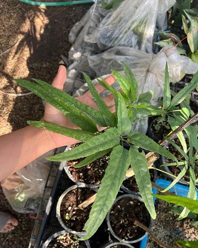 Schefflera sp. Chiangmai