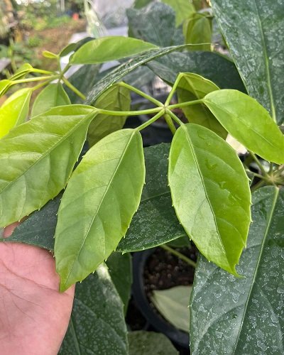 Schefflera sp. Sarawak #1