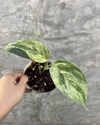 Scindapsus perakensis