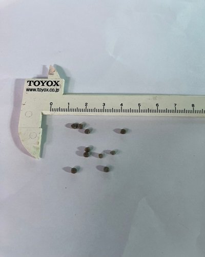 Alpinia rugosa (Seeds)