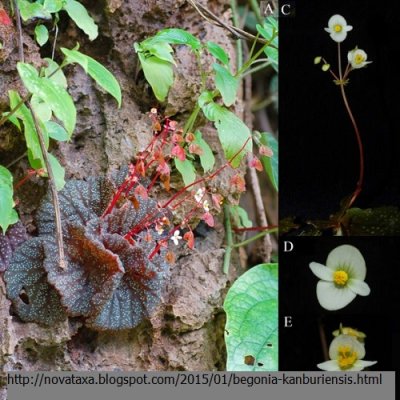 Begonia kanburiensis (Seeds)