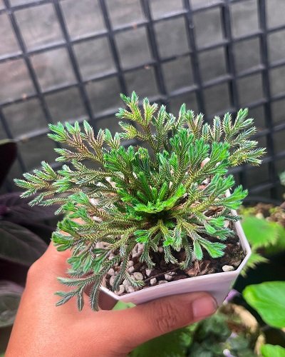 Selaginella iridescens
