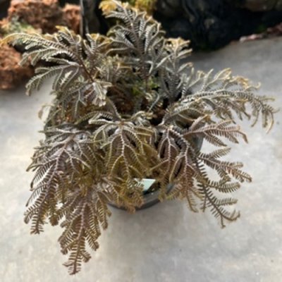 Selaginella sp. Chocolate 