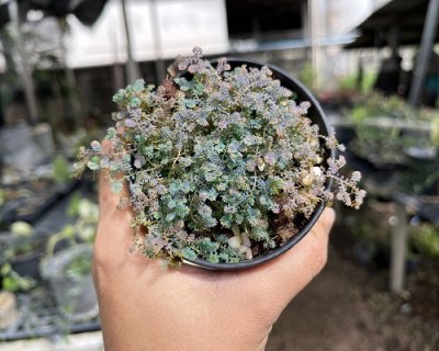 Selaginella sp. Dwarf blue purple