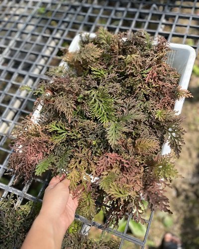 Selaginella sp. Red purple