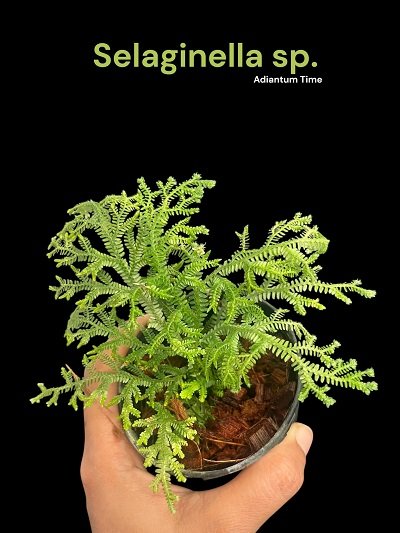 Selaginella sp.