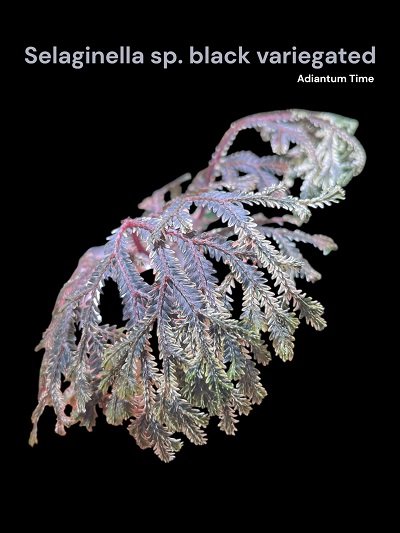 Selaginella sp. black variegated