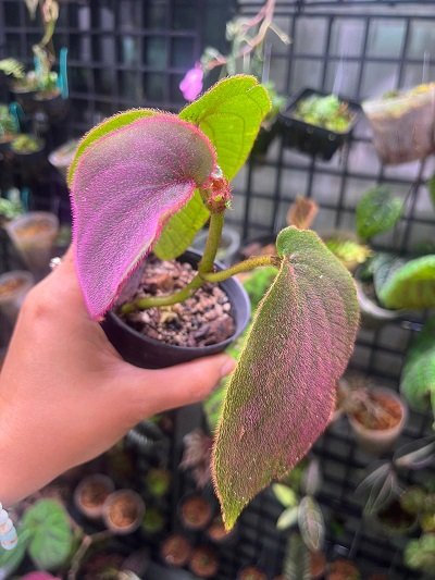 Sonerila betongensis