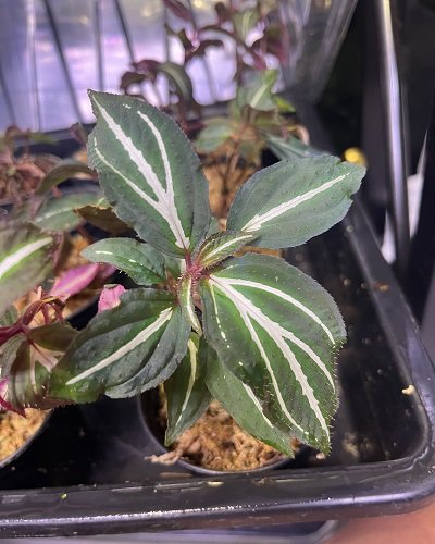 Sonerila sp. Fluorescent Green Veins