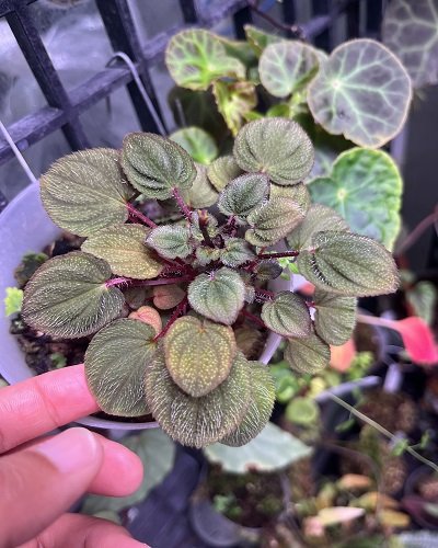 Sonerila sp. Myanmar