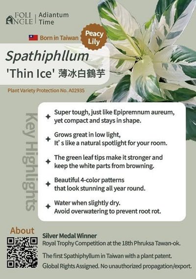 Spathiphyllum 'Thin Ice' (Peace Lily 'Thin Ice')