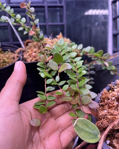 Sphyrospermum buxifolium