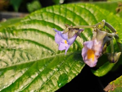 Stauranthera grandiflora