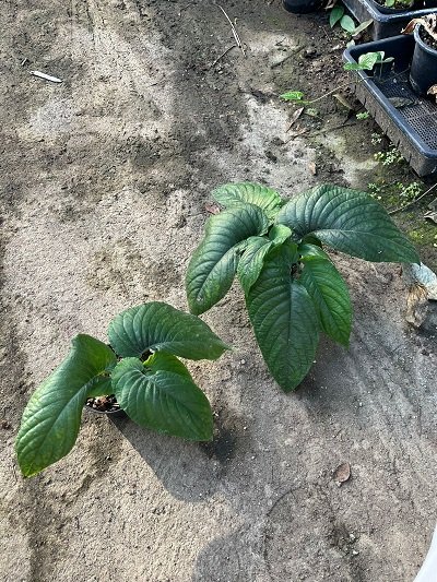 Stauranthera grandiflora