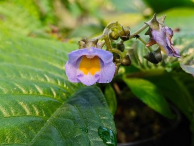 Stauranthera grandiflora