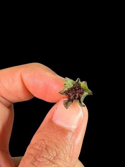 Stauranthera grandiflora from Phayao