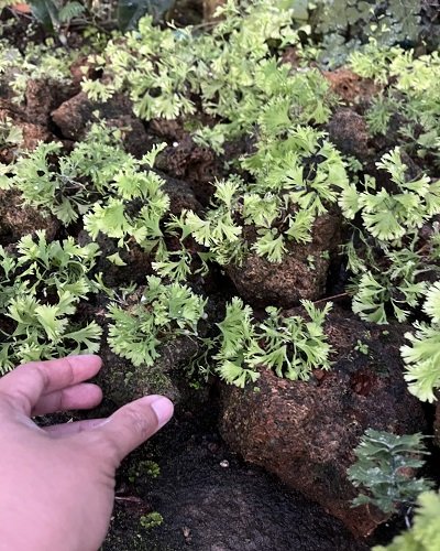 Stone with Fern