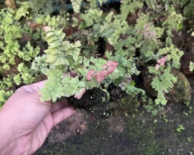 Stone with Fern