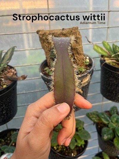Strophocactus wittii