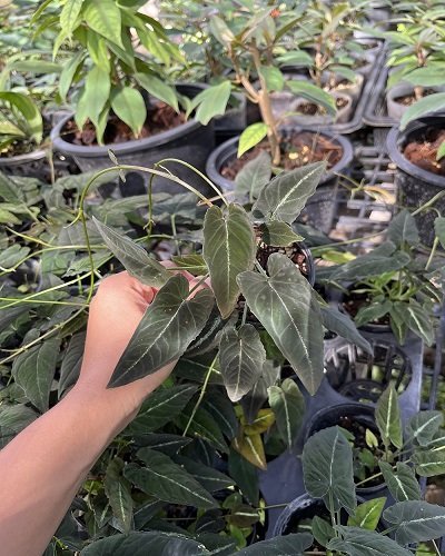 Syngonium rayii