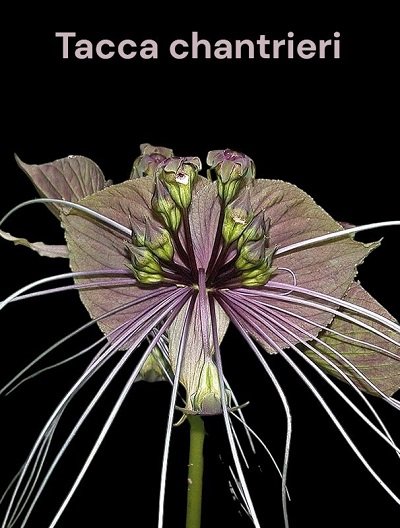 Tacca chantrieri