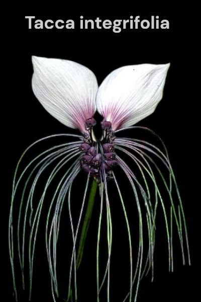 Tacca integrifolia