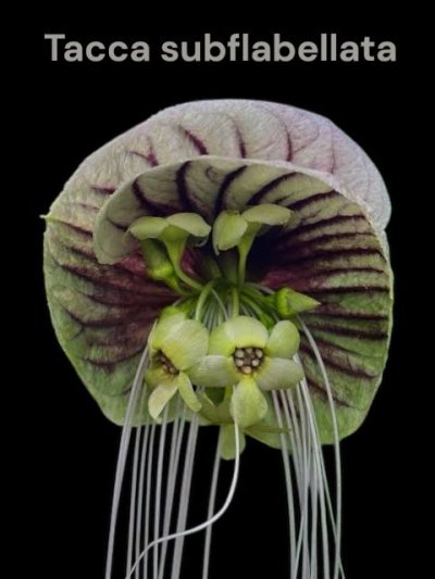 Tacca subflabellata