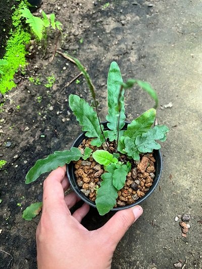 Tactaria zeylanica