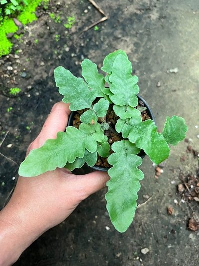 Tactaria zeylanica