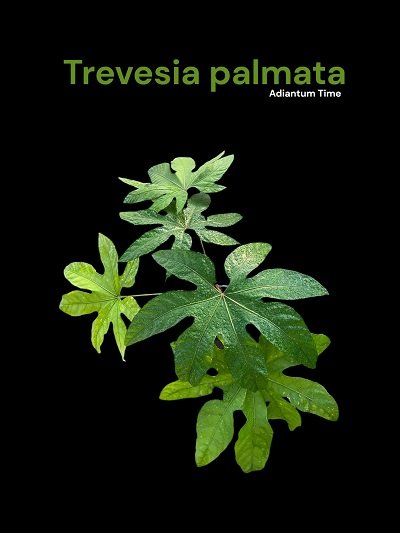 Trevesia palmata