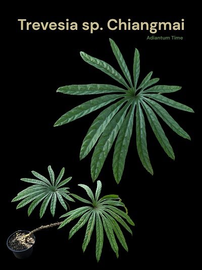 Trevesia sp. Chiangmai